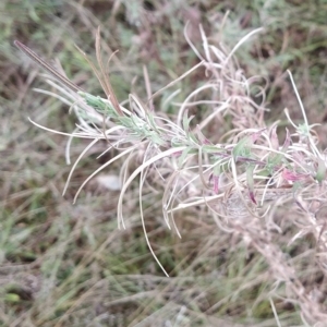 Epilobium billardiereanum at Symonston, ACT - 14 Feb 2023 07:41 AM