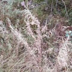 Epilobium billardiereanum at Symonston, ACT - 14 Feb 2023 07:41 AM