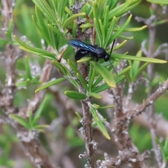 Unidentified Flower wasp (Scoliidae or Tiphiidae) at Yackandandah, VIC - 12 Feb 2023 by KylieWaldon
