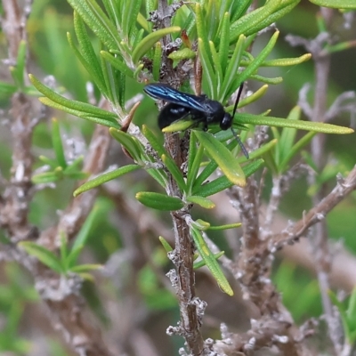 Unidentified Flower wasp (Scoliidae or Tiphiidae) at Yackandandah, VIC - 12 Feb 2023 by KylieWaldon