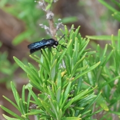 Austroscolia soror at Yackandandah, VIC - 13 Feb 2023 10:13 AM