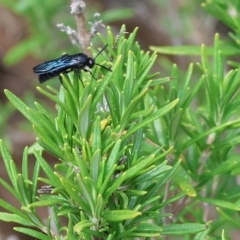 Austroscolia soror at Yackandandah, VIC - 13 Feb 2023 10:13 AM