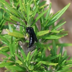 Austroscolia soror at Yackandandah, VIC - 13 Feb 2023 10:13 AM