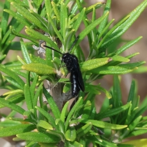Austroscolia soror at Yackandandah, VIC - 13 Feb 2023 10:13 AM