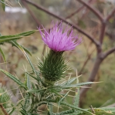 Cirsium vulgare (Spear Thistle) at Jerrabomberra, ACT - 13 Feb 2023 by KumikoCallaway