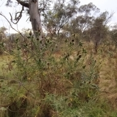 Cirsium vulgare at Jerrabomberra, ACT - 14 Feb 2023 07:49 AM