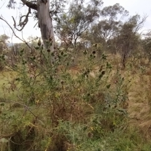 Cirsium vulgare at Jerrabomberra, ACT - 14 Feb 2023 07:49 AM