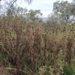 Cirsium vulgare at Jerrabomberra, ACT - 14 Feb 2023 07:49 AM