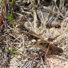 Austroicetes pusilla (Grasshopper, Locust) at Mount Taylor - 12 Feb 2023 by MatthewFrawley