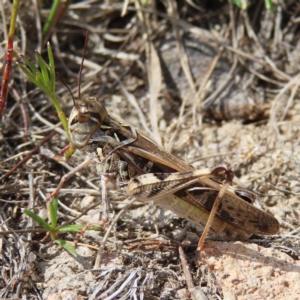 Austroicetes pusilla at Kambah, ACT - 12 Feb 2023