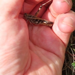 Austroicetes pusilla at Kambah, ACT - 12 Feb 2023