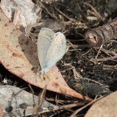 Zizina otis (Common Grass-Blue) at Yackandandah, VIC - 12 Feb 2023 by KylieWaldon