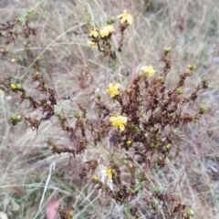 Hypericum perforatum (St John's Wort) at Jerrabomberra, ACT - 13 Feb 2023 by KumikoCallaway