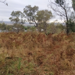 Hypericum perforatum at Jerrabomberra, ACT - 14 Feb 2023 07:50 AM