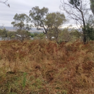 Hypericum perforatum at Jerrabomberra, ACT - 14 Feb 2023 07:50 AM