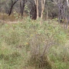 Rosa rubiginosa (Sweet Briar, Eglantine) at Jerrabomberra, ACT - 14 Feb 2023 by KumikoCallaway