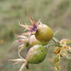 Rosa rubiginosa at Jerrabomberra, ACT - 14 Feb 2023 07:55 AM