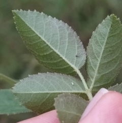 Rosa rubiginosa at Jerrabomberra, ACT - 14 Feb 2023 07:55 AM