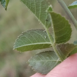 Rosa rubiginosa at Jerrabomberra, ACT - 14 Feb 2023 07:55 AM