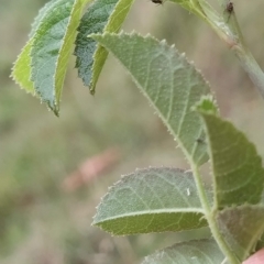 Rosa rubiginosa at Jerrabomberra, ACT - 14 Feb 2023 07:55 AM