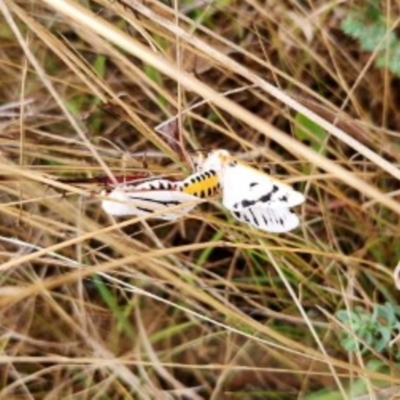 Aloa marginata (Donovan's Tiger Moth) at Wandiyali-Environa Conservation Area - 14 Feb 2023 by Wandiyali