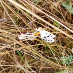 Aloa marginata (Donovan's Tiger Moth) at Googong, NSW - 14 Feb 2023 by Wandiyali