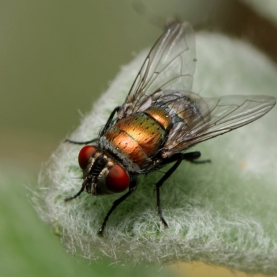 Lucilia cuprina (Australian sheep blowfly) at Downer, ACT - 12 Feb 2023 by RobertD