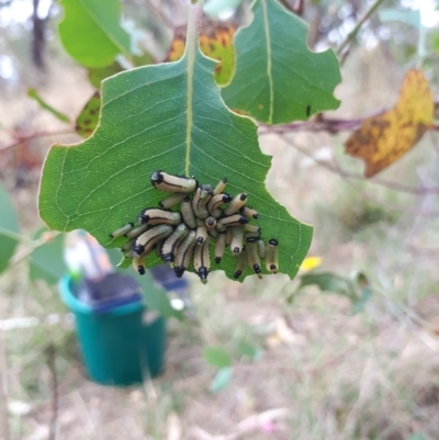 Paropsisterna cloelia (Eucalyptus variegated beetle) at Watson, ACT - 8 Feb 2023 by FelicityGrant