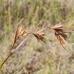 Themeda triandra at Jerrabomberra, ACT - 14 Feb 2023 04:04 PM