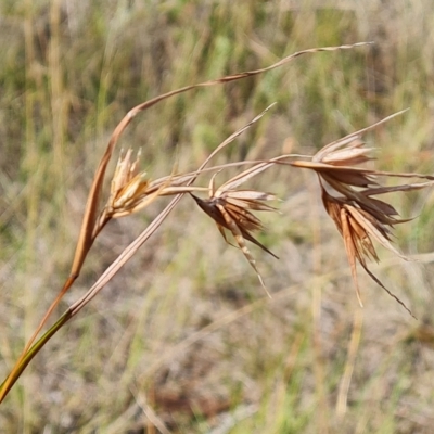 Themeda triandra (Kangaroo Grass) at Isaacs Ridge - 14 Feb 2023 by Mike