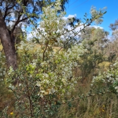 Bursaria spinosa subsp. lasiophylla (Australian Blackthorn) at Jerrabomberra, ACT - 14 Feb 2023 by Mike