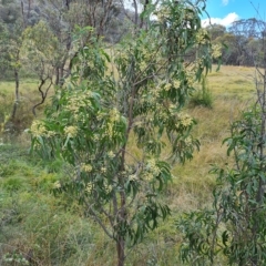 Acacia implexa (Hickory Wattle, Lightwood) at Isaacs Ridge and Nearby - 14 Feb 2023 by Mike