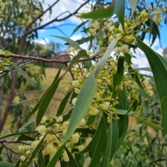 Acacia implexa at Jerrabomberra, ACT - 14 Feb 2023