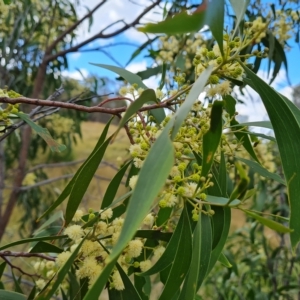 Acacia implexa at Jerrabomberra, ACT - 14 Feb 2023
