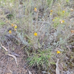 Chrysocephalum apiculatum (Common Everlasting) at Isaacs Ridge and Nearby - 14 Feb 2023 by Mike