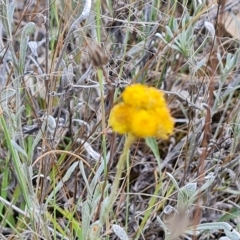 Chrysocephalum apiculatum at Jerrabomberra, ACT - 14 Feb 2023 03:58 PM