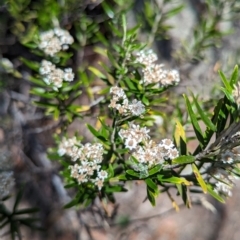 Ozothamnus conditus at Maffra, NSW - 7 Feb 2023 02:09 PM