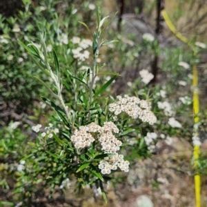 Ozothamnus conditus at Maffra, NSW - 7 Feb 2023 02:09 PM