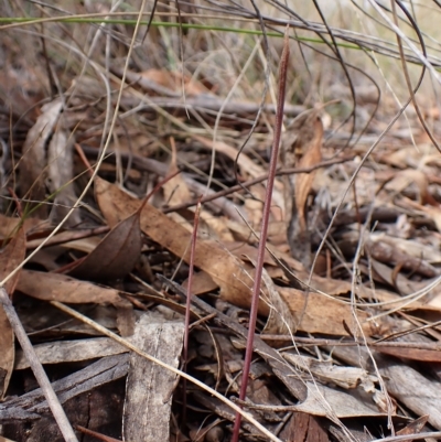 Corunastylis clivicola (Rufous midge orchid) at Mount Painter - 13 Feb 2023 by CathB