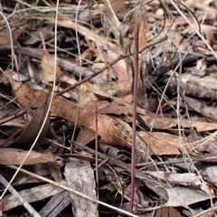 Corunastylis clivicola at Cook, ACT - suppressed