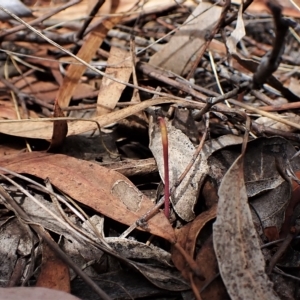 Corunastylis clivicola at Cook, ACT - suppressed