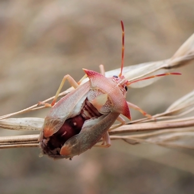 Unidentified Shield, Stink & Jewel Bug (Pentatomoidea) at Mount Painter - 13 Feb 2023 by CathB