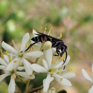 Turneromyia sp. (genus) at Molonglo Valley, ACT - 13 Feb 2023