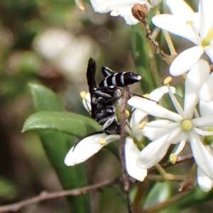 Turneromyia sp. (genus) at Molonglo Valley, ACT - 13 Feb 2023