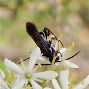 Turneromyia sp. (genus) at Molonglo Valley, ACT - 13 Feb 2023