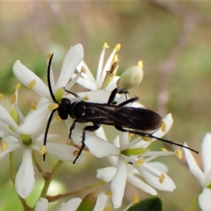 Turneromyia sp. (genus) at Molonglo Valley, ACT - 13 Feb 2023