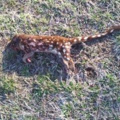 Dasyurus maculatus ssp. maculatus (Spotted-tailed Quoll) at Richardson, ACT - 10 Aug 2016 by AndyRoo