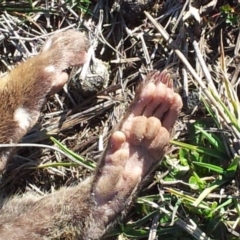 Dasyurus maculatus at Richardson, ACT - 10 Aug 2016