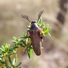 Ripiphoridae (family) (Wedge-shaped beetle) at Aranda Bushland - 13 Feb 2023 by CathB