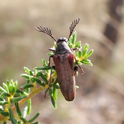 Ripiphoridae (family) (Wedge-shaped beetle) at Aranda, ACT - 13 Feb 2023 by CathB